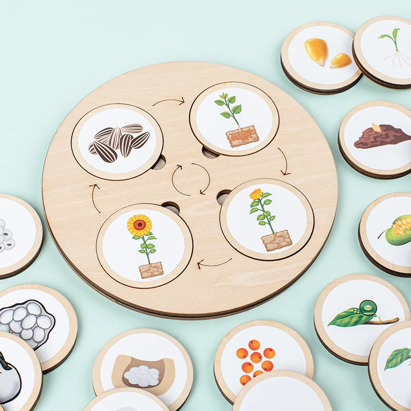 Educational Toys Animals Life Cycle Board Games For Chinden's Teaching Tools Lifestyle Stages Cycle Open-ended Toys