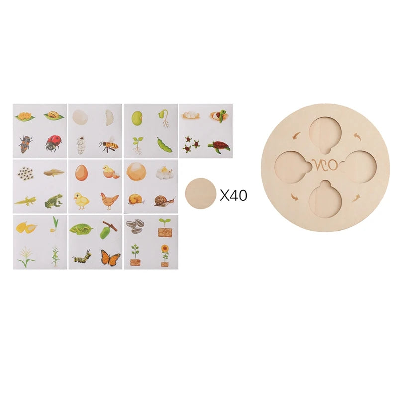 Baby New Animal Life Cycle Board Montessori Teaching Children Toys Bee Animal Growth Cycle Model Set Preschool Cognitive Toys