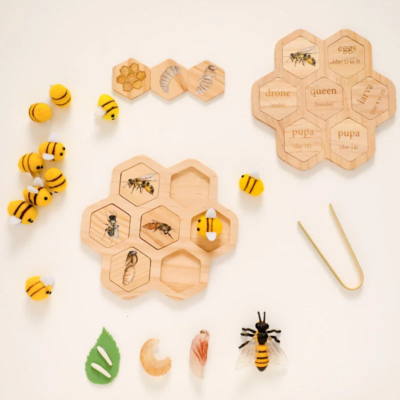 Baby New Animal Life Cycle Board Montessori Teaching Children Toys Bee Animal Growth Cycle Model Set Preschool Cognitive Toys