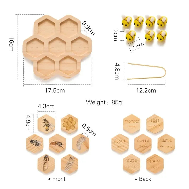 Baby New Animal Life Cycle Board Montessori Teaching Children Toys Bee Animal Growth Cycle Model Set Preschool Cognitive Toys