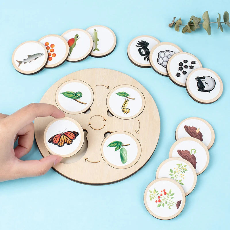 Educational Toys Animals Life Cycle Board Games For Chinden's Teaching Tools Lifestyle Stages Cycle Open-ended Toys