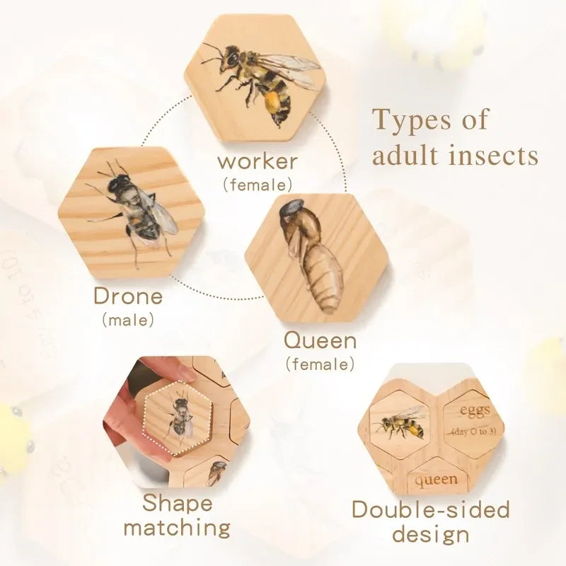 Baby New Animal Life Cycle Board Montessori Teaching Children Toys Bee Animal Growth Cycle Model Set Preschool Cognitive Toys