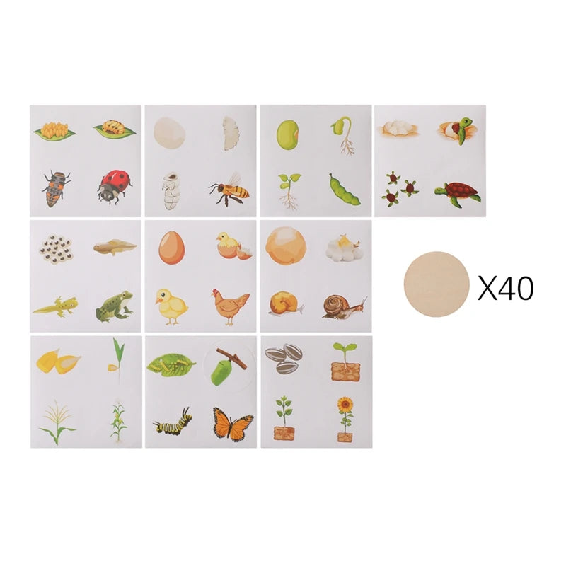 Baby New Animal Life Cycle Board Montessori Teaching Children Toys Bee Animal Growth Cycle Model Set Preschool Cognitive Toys