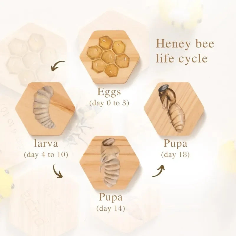 Baby New Animal Life Cycle Board Montessori Teaching Children Toys Bee Animal Growth Cycle Model Set Preschool Cognitive Toys